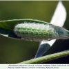 polyommatus rjabovi talysh larva4f